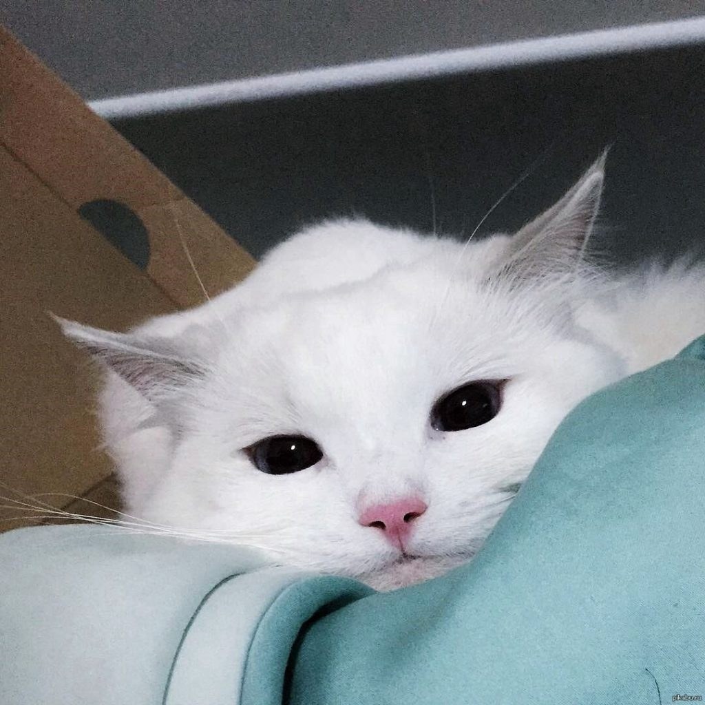 Gatos kawaii