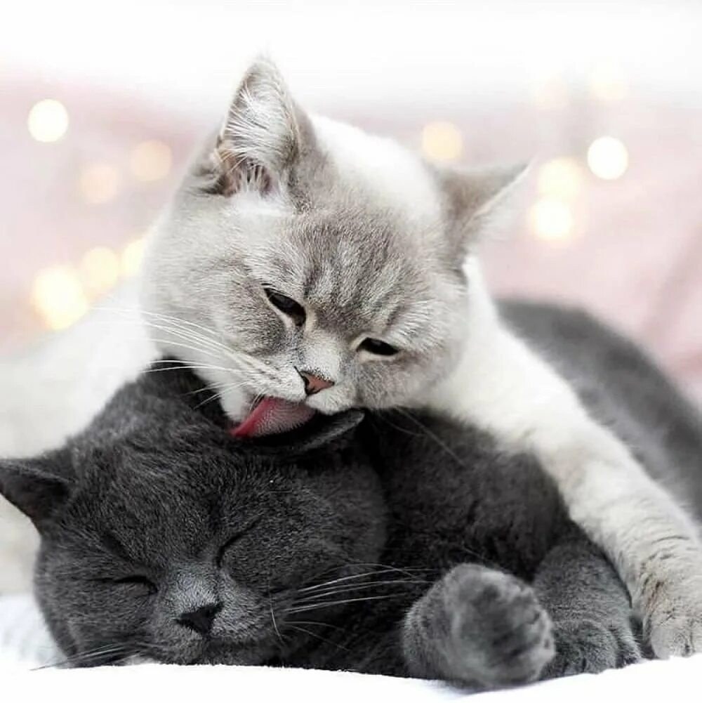 Crema para gatitos