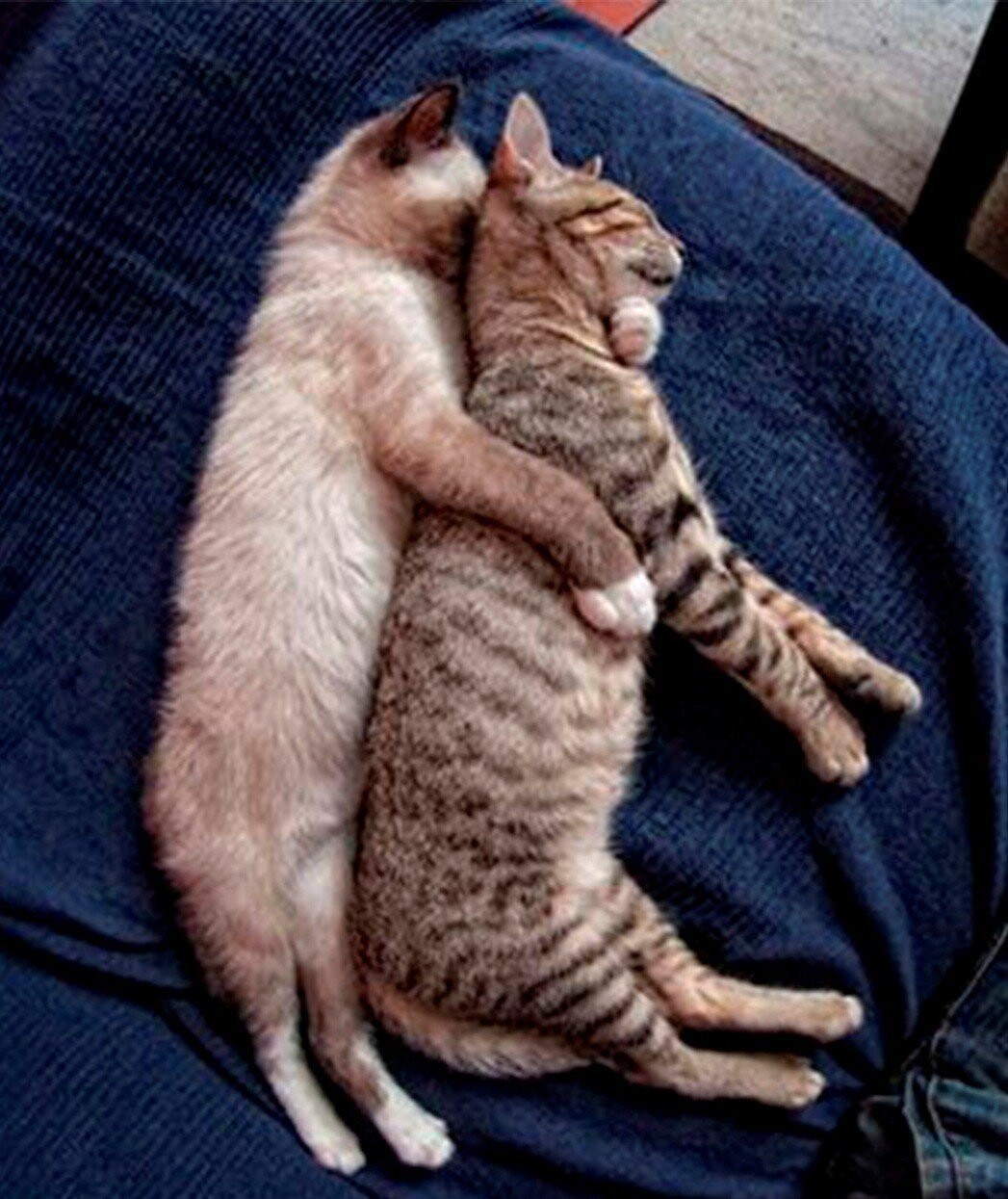 Eres un gato gordo