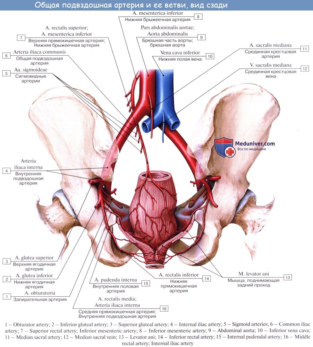 Arterias ilíacas internas derechas y vena