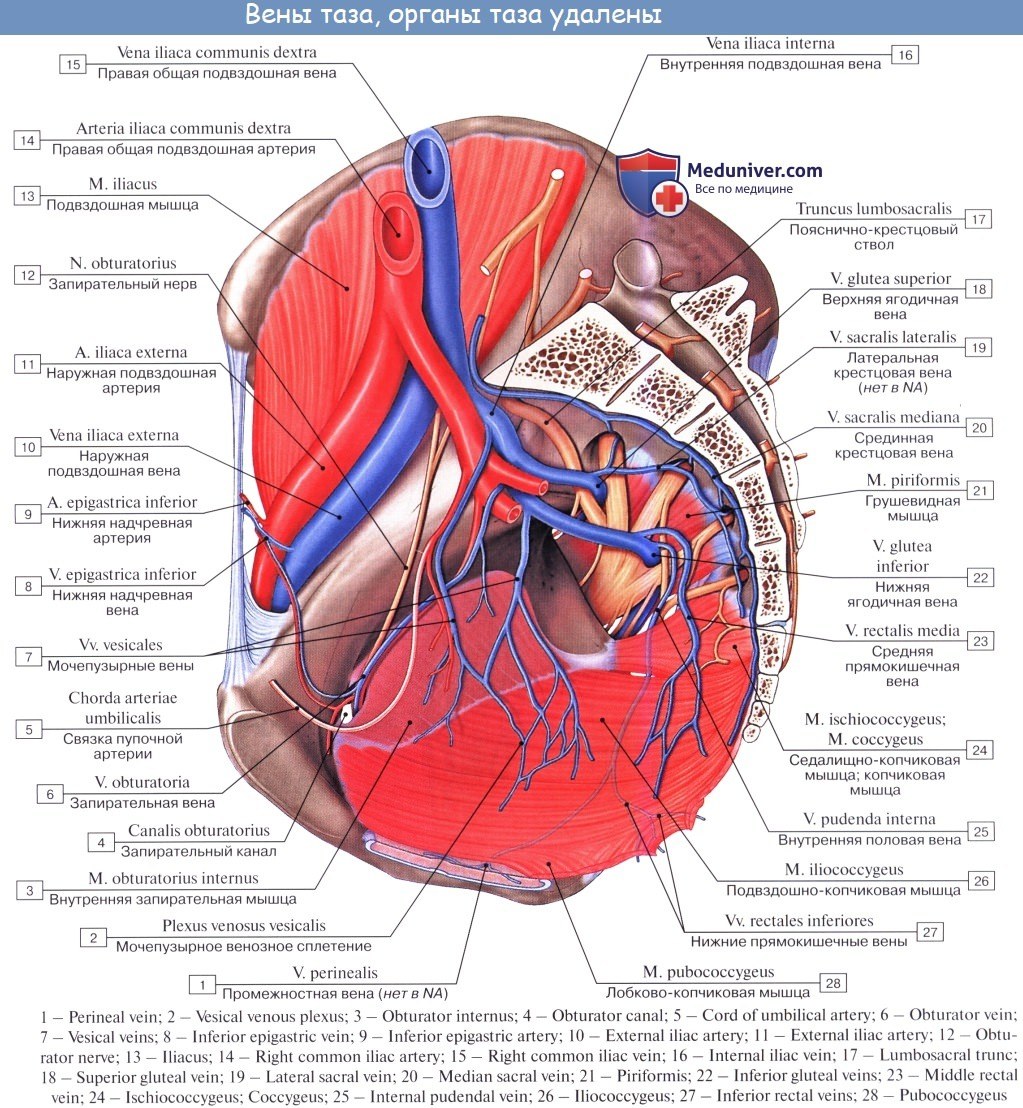 Viena iliamente lumbar