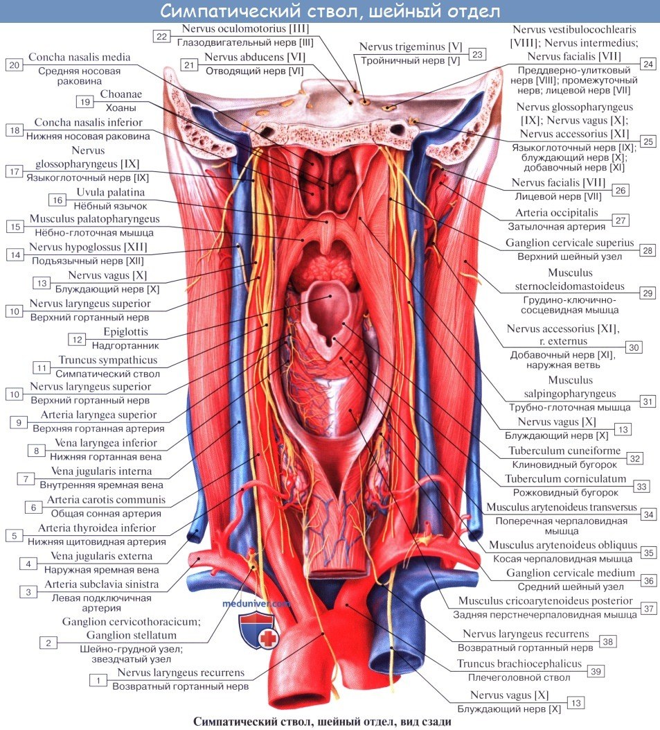 Anatomía vasa iliaca externa