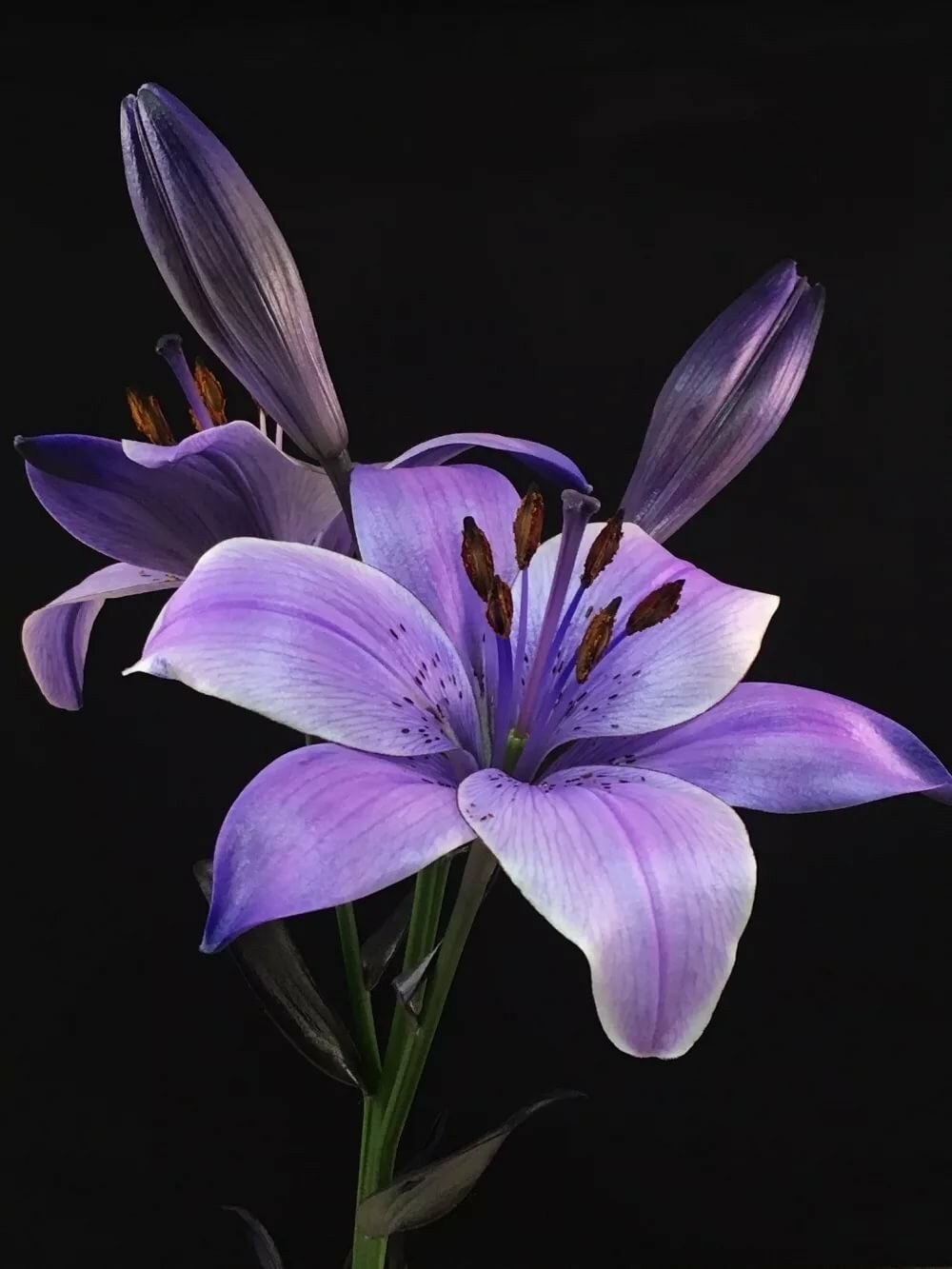 Flores de bocetos de tatuaje