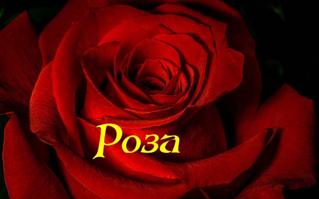 El nombre de la rosa