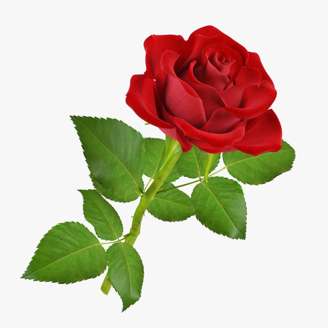 Flor de rosa para niños