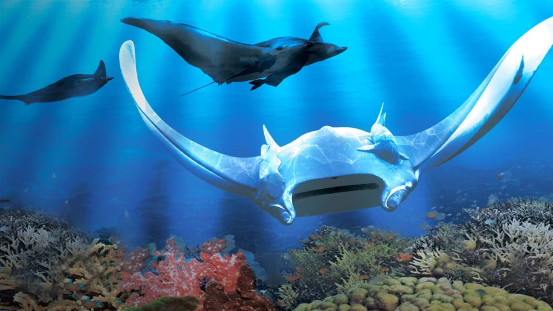 Ocean Slope Manta