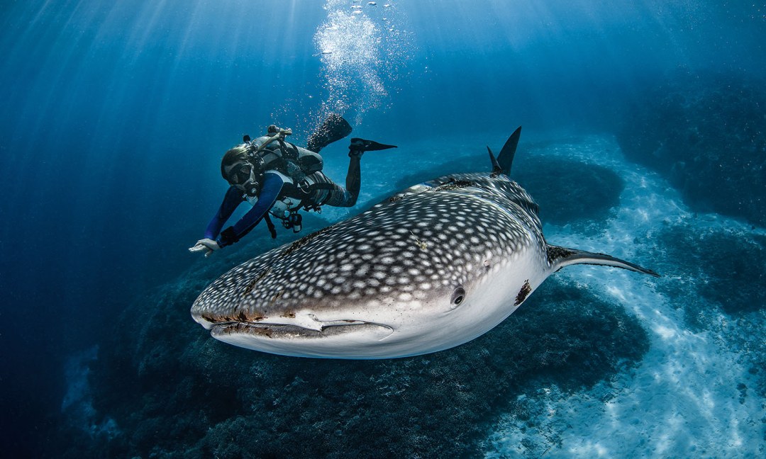 Filipinas buceando con tiburones ballenas