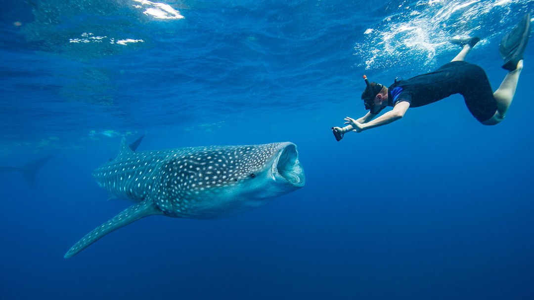 Bucear con tiburones balleneros en las Maldivas