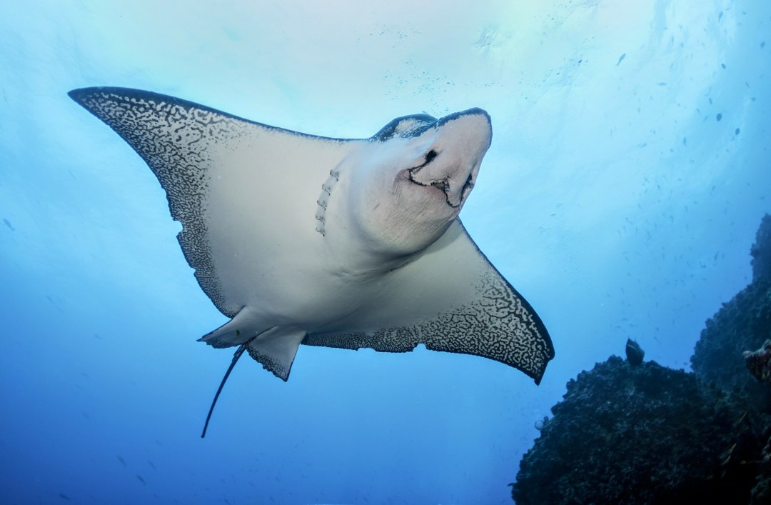 Albino