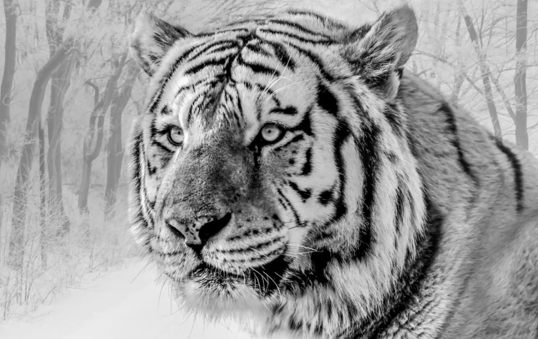 Tigre ussuriano