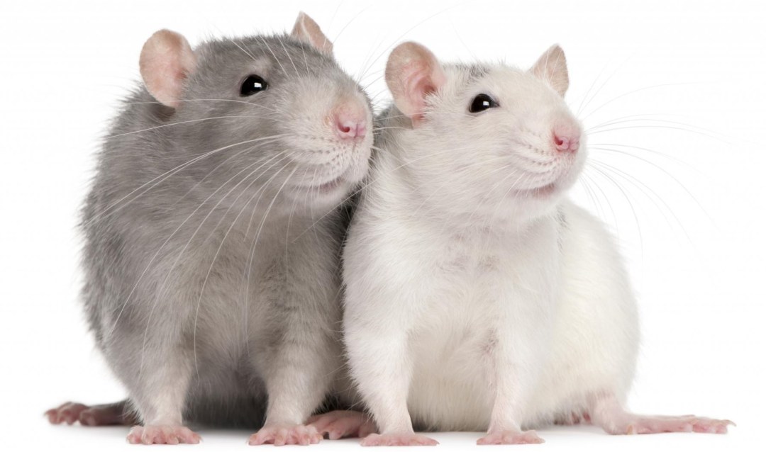 Dos ratas