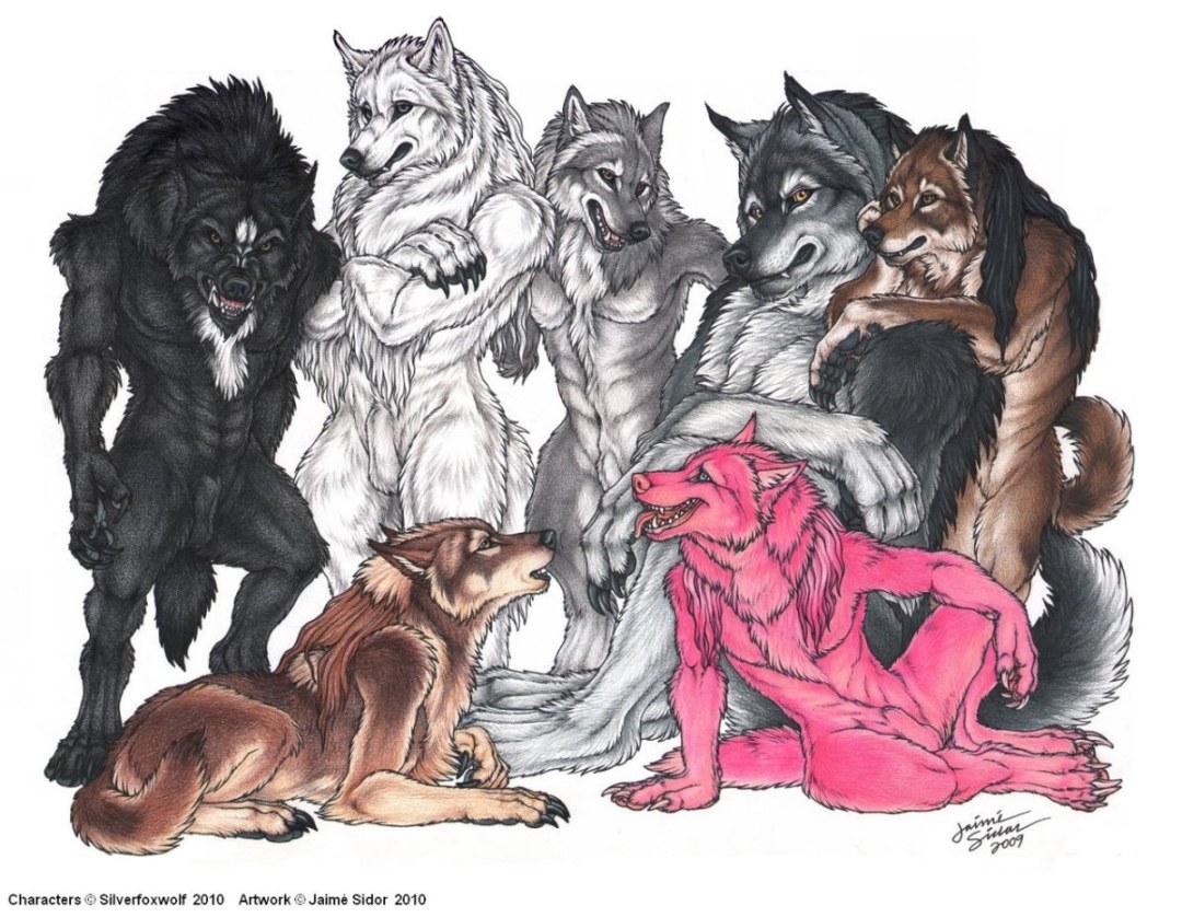 Wolf Wolf Black Wolf Wolf