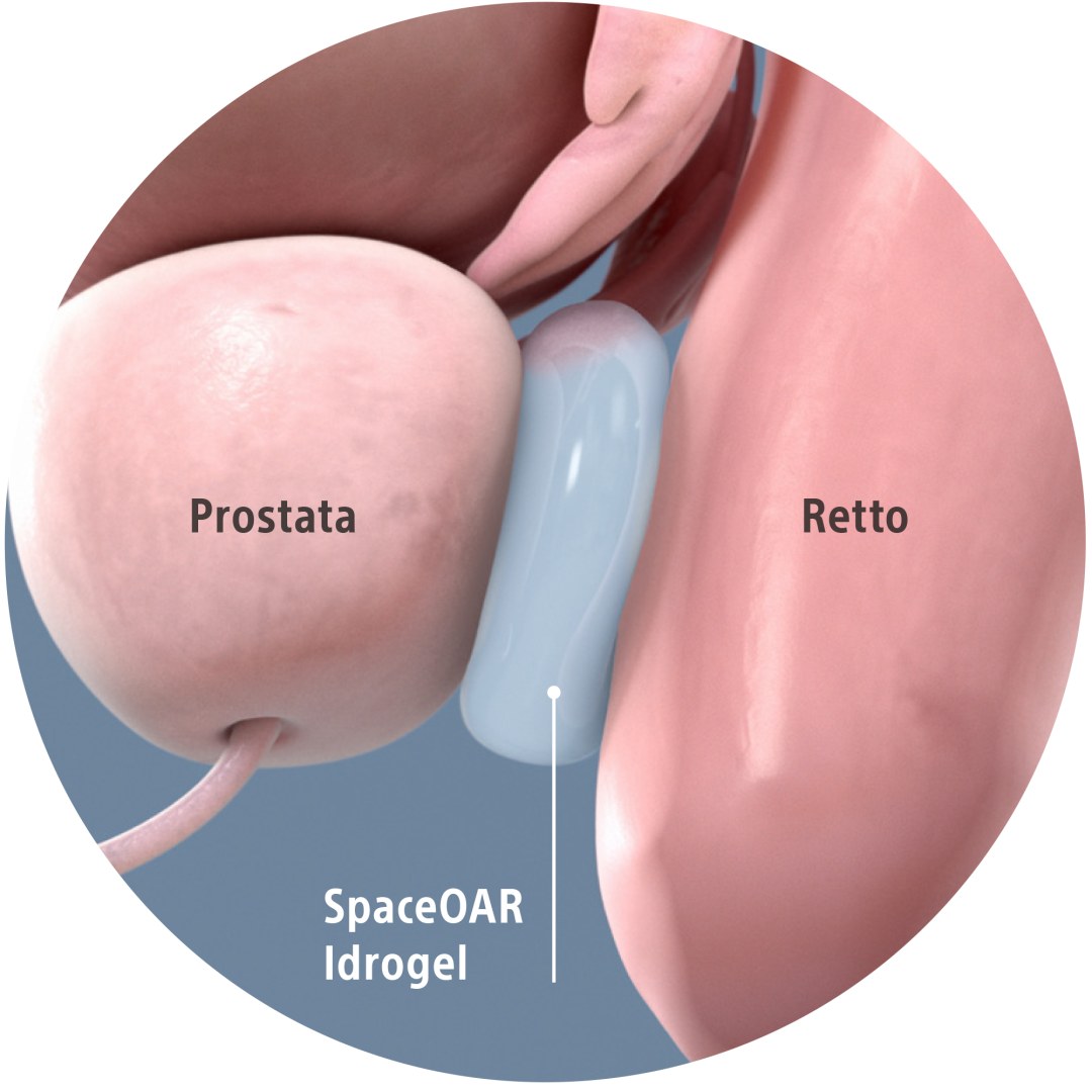 Estructura de anatomía de la glándula prostea