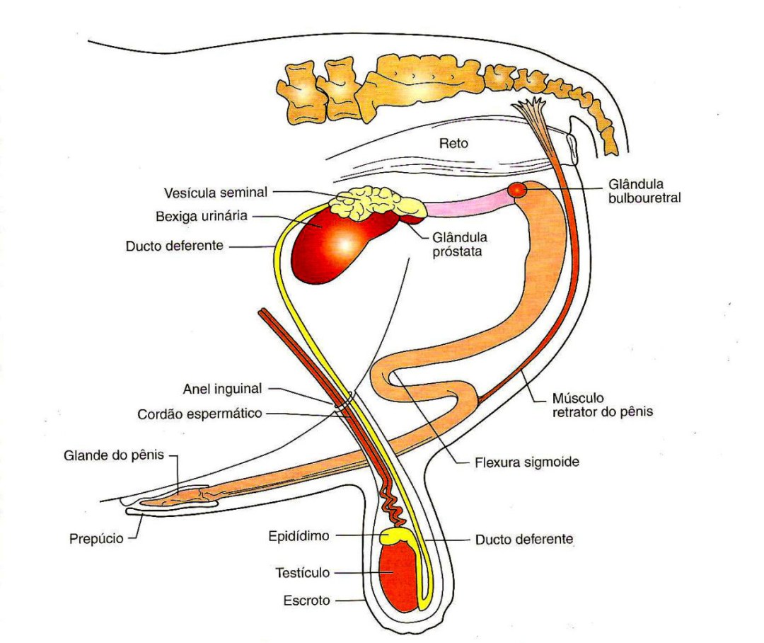 Prostatitis congestica