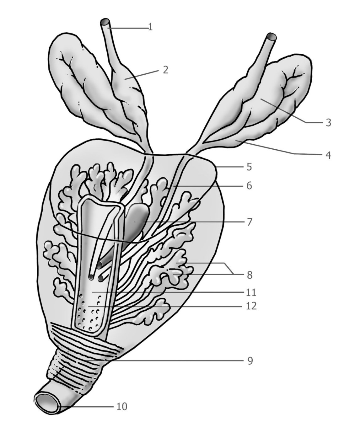 Docti Dijital Dibujo