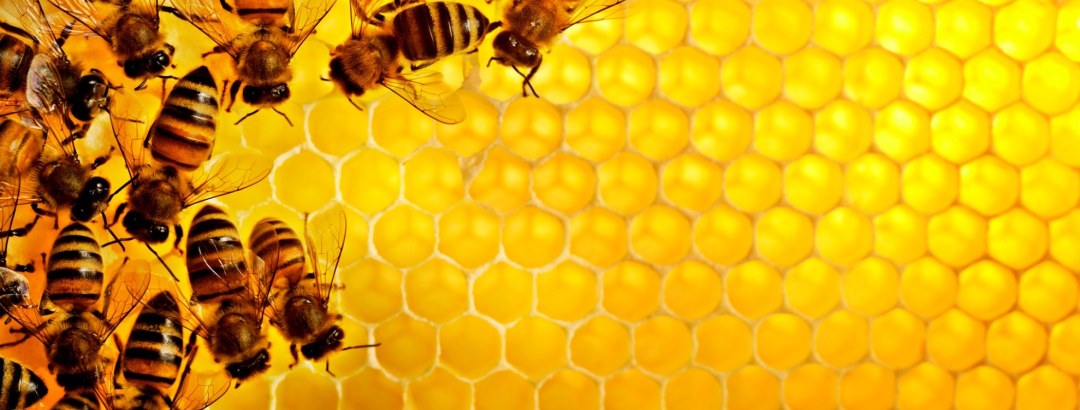 Pancarta con miel y abejas