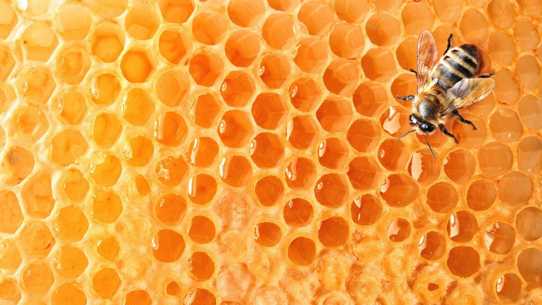 Abeja en panal
