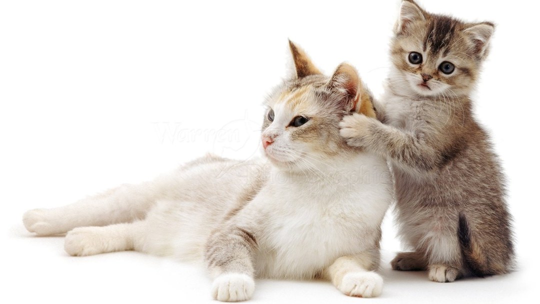Gatos de mofu
