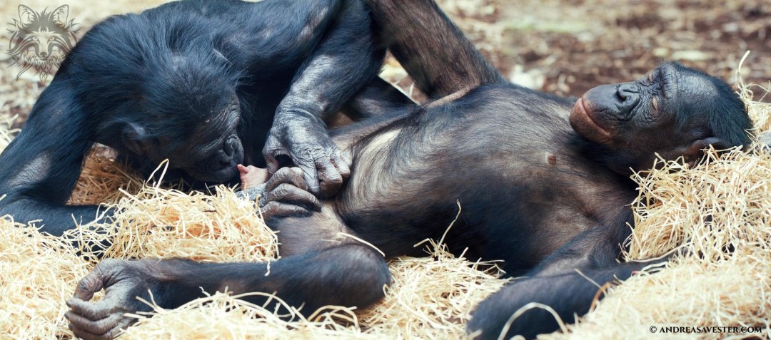 Macho de bonobo