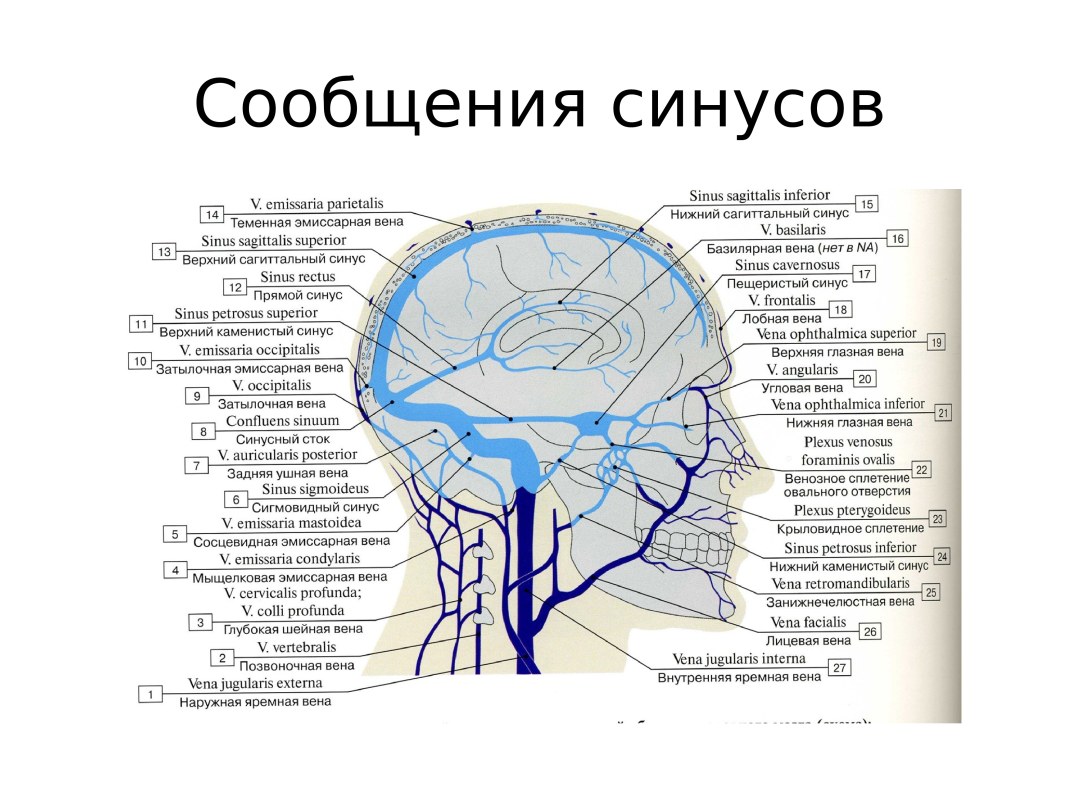 La superficie ventral del cerebro del rombo