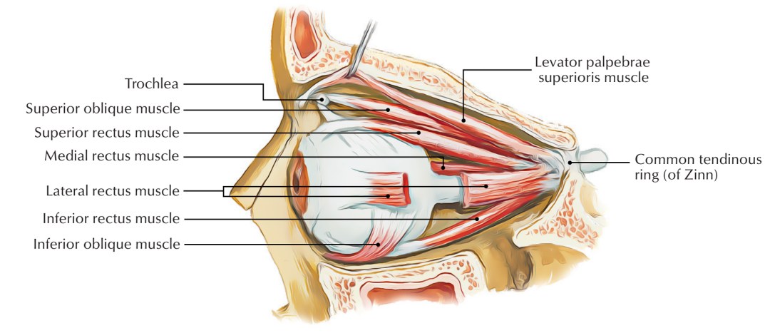 Cera cervical