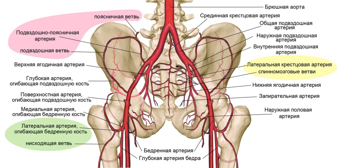 Anatomía de la arteria ilíaca interna