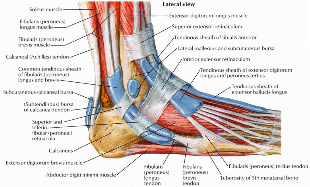 Estructura cardíaca anatomía latín