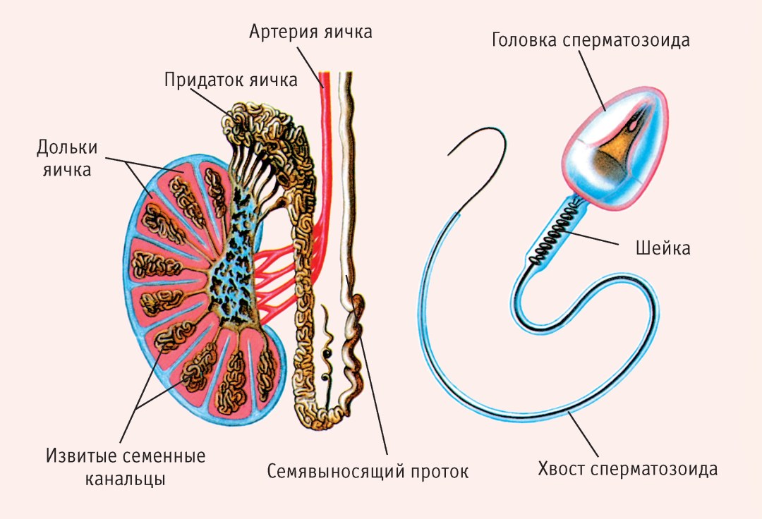 La estructura del testículo y la espermatogénesis