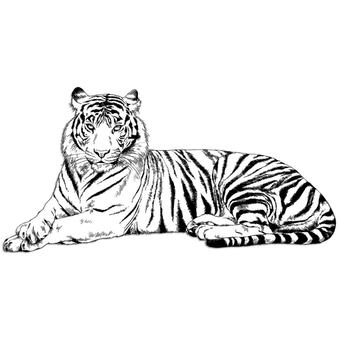 Tiger Black White sobre un fondo transparente