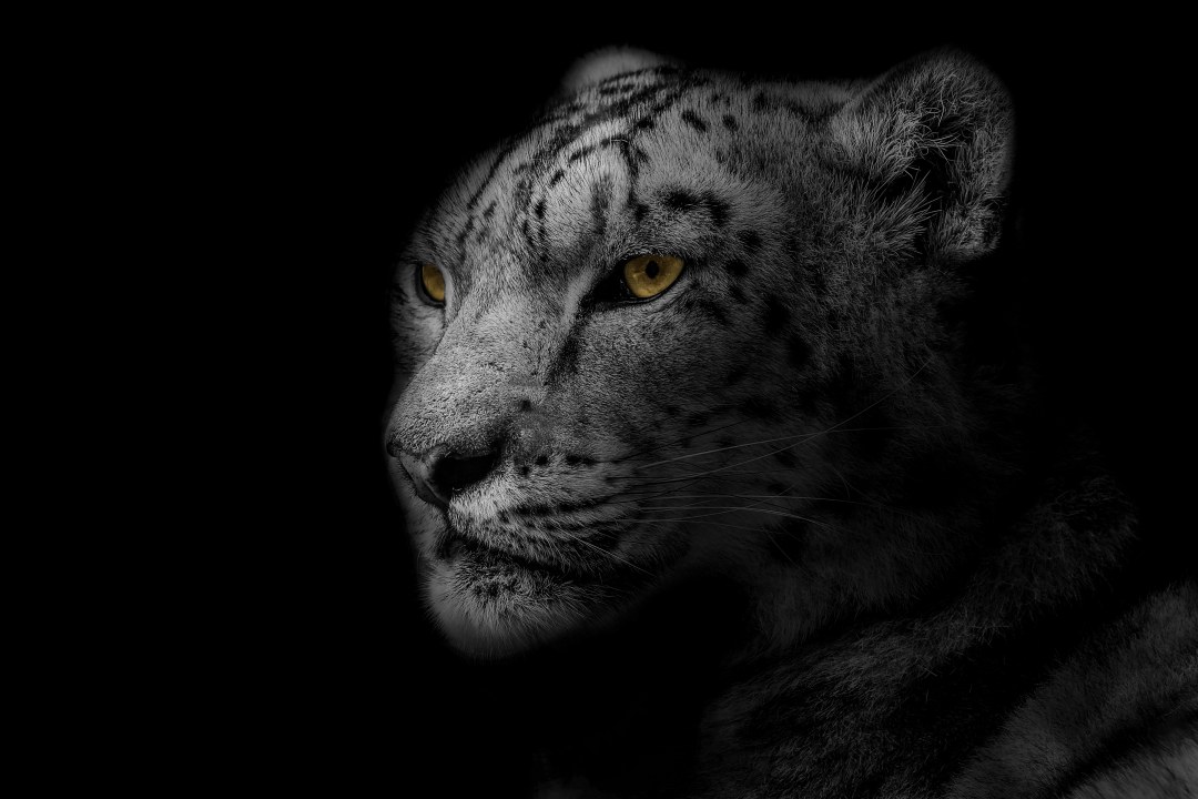 Arte de la cabeza de Leo