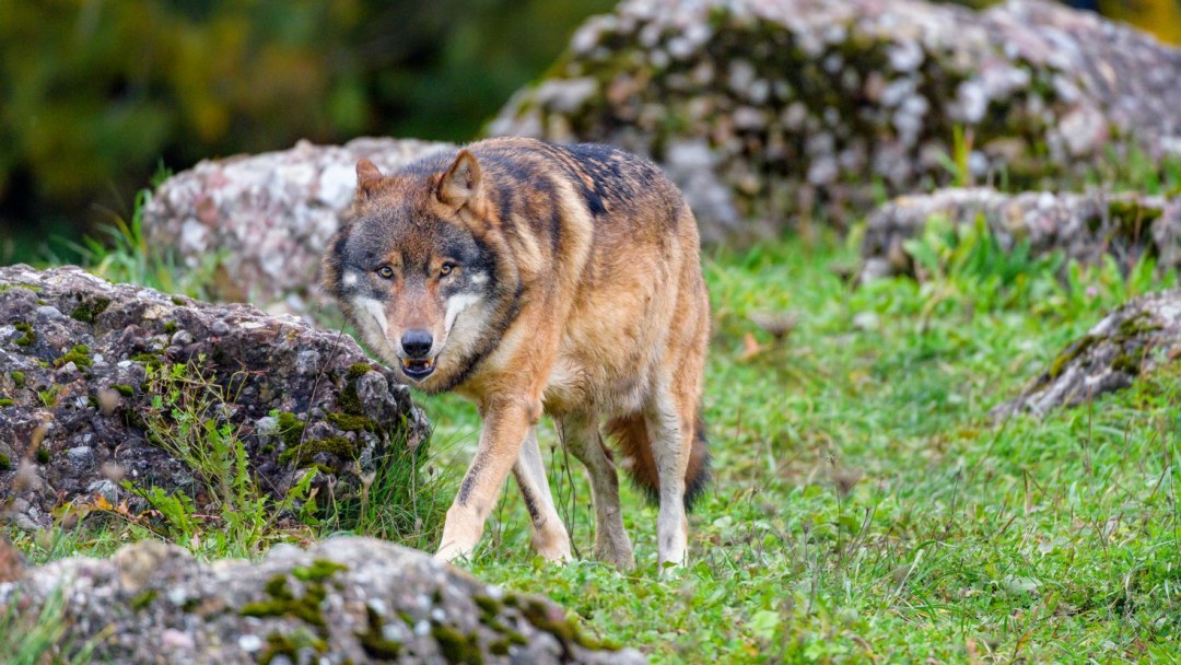 Sergzh Tenrek