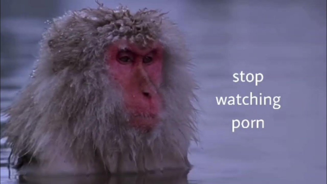 Derpixon Staffy Bunny