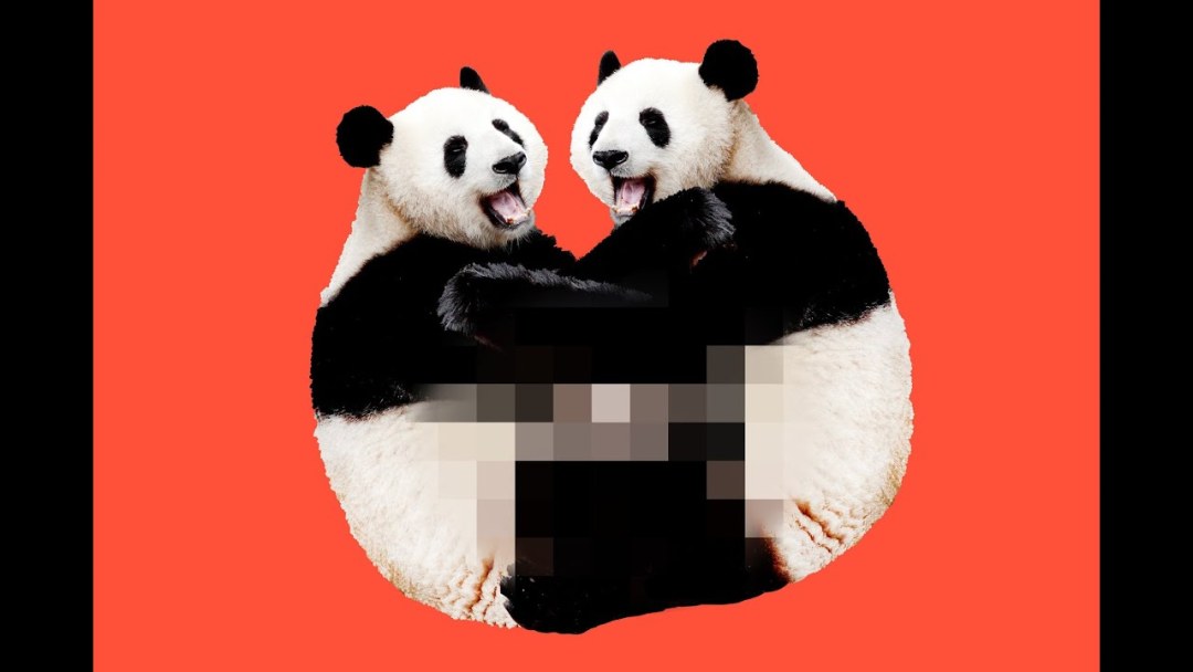 Panda gif