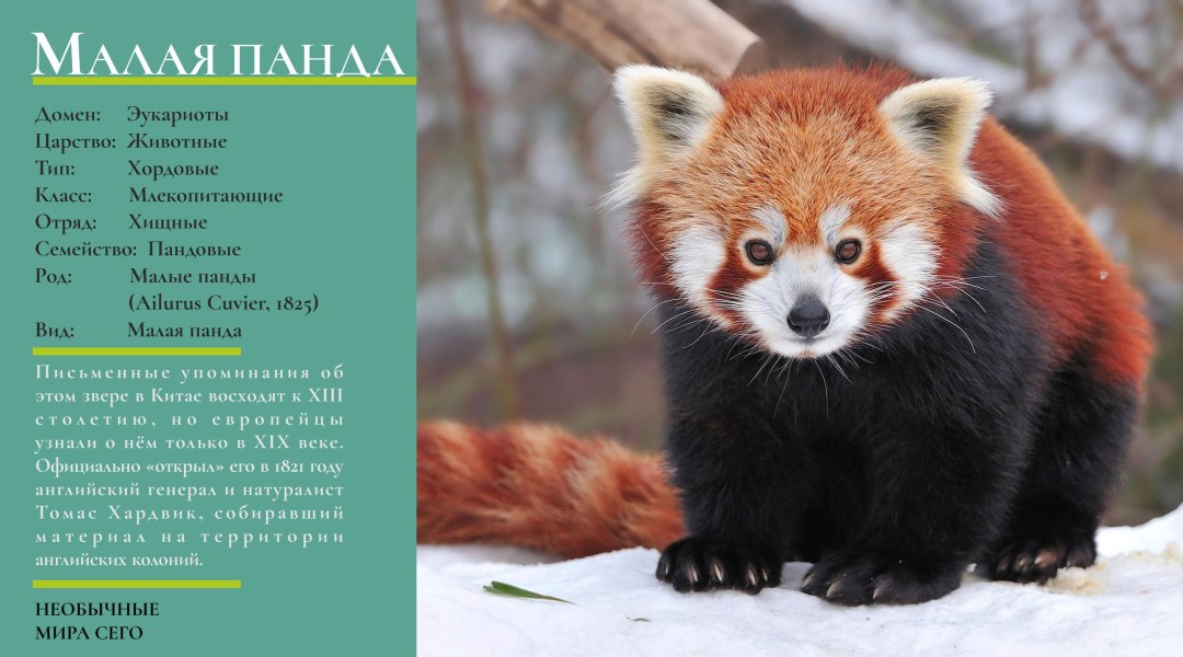 Panda rojo aparece en el libro rojo