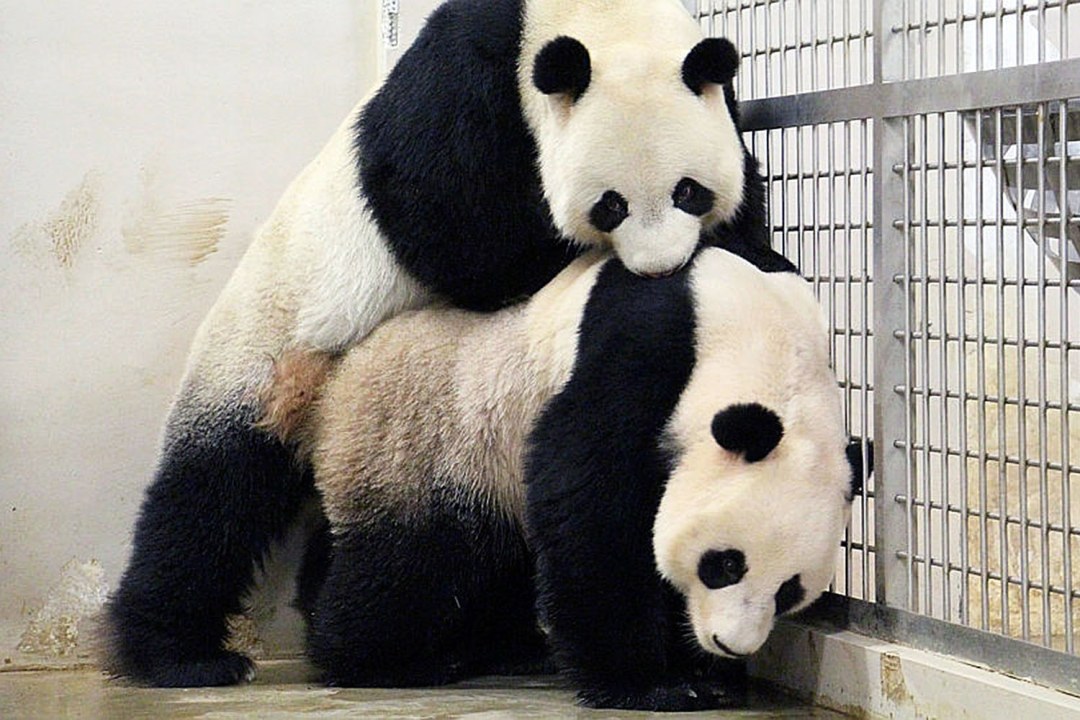 Dibujo de panda divertido