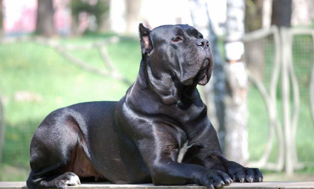 American Staffordshire Terrier