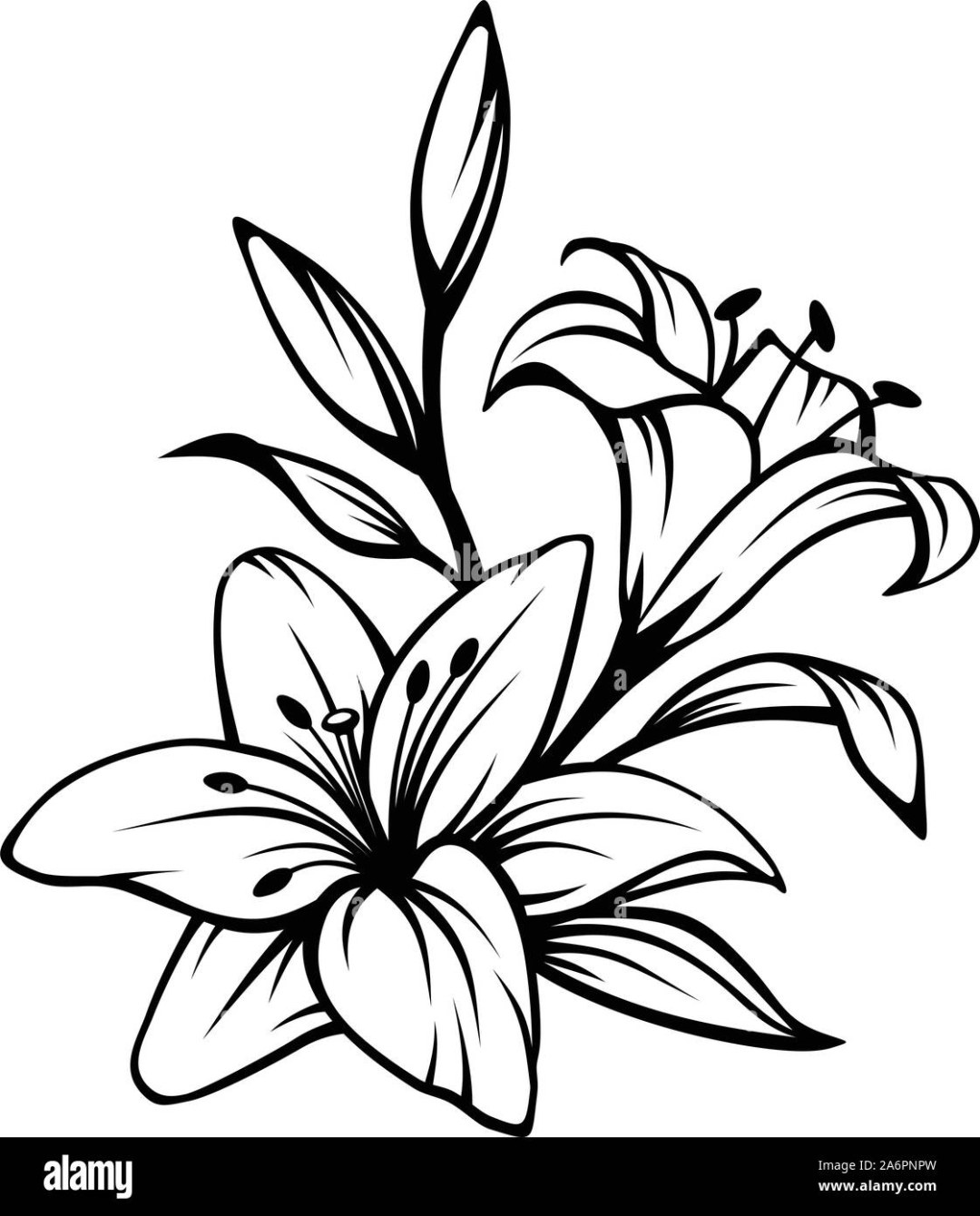 Kapsky Lily del valle