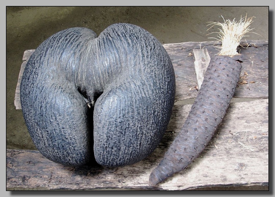 El entrenador abusado de la aptitud física