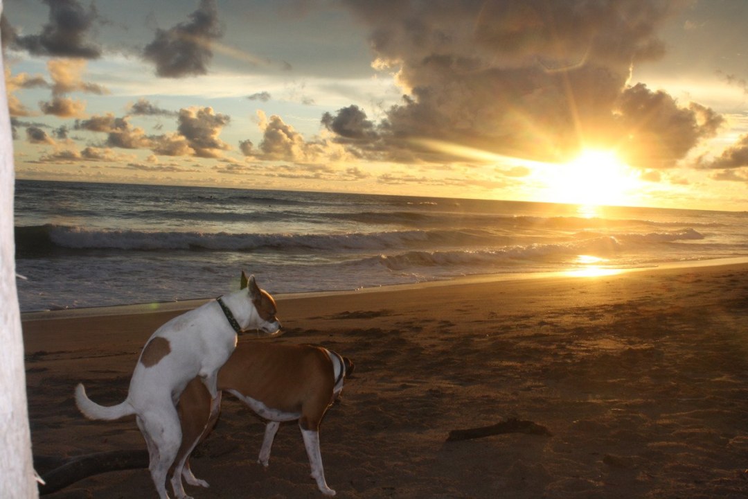 Fiestas en chicas de ibiza