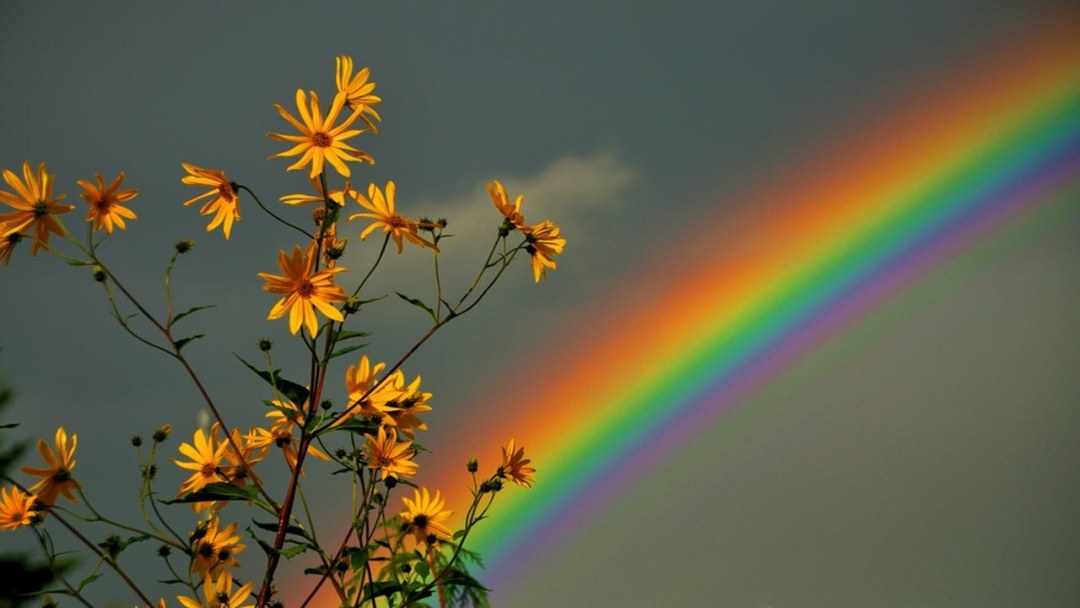 Educación del arco iris para niños