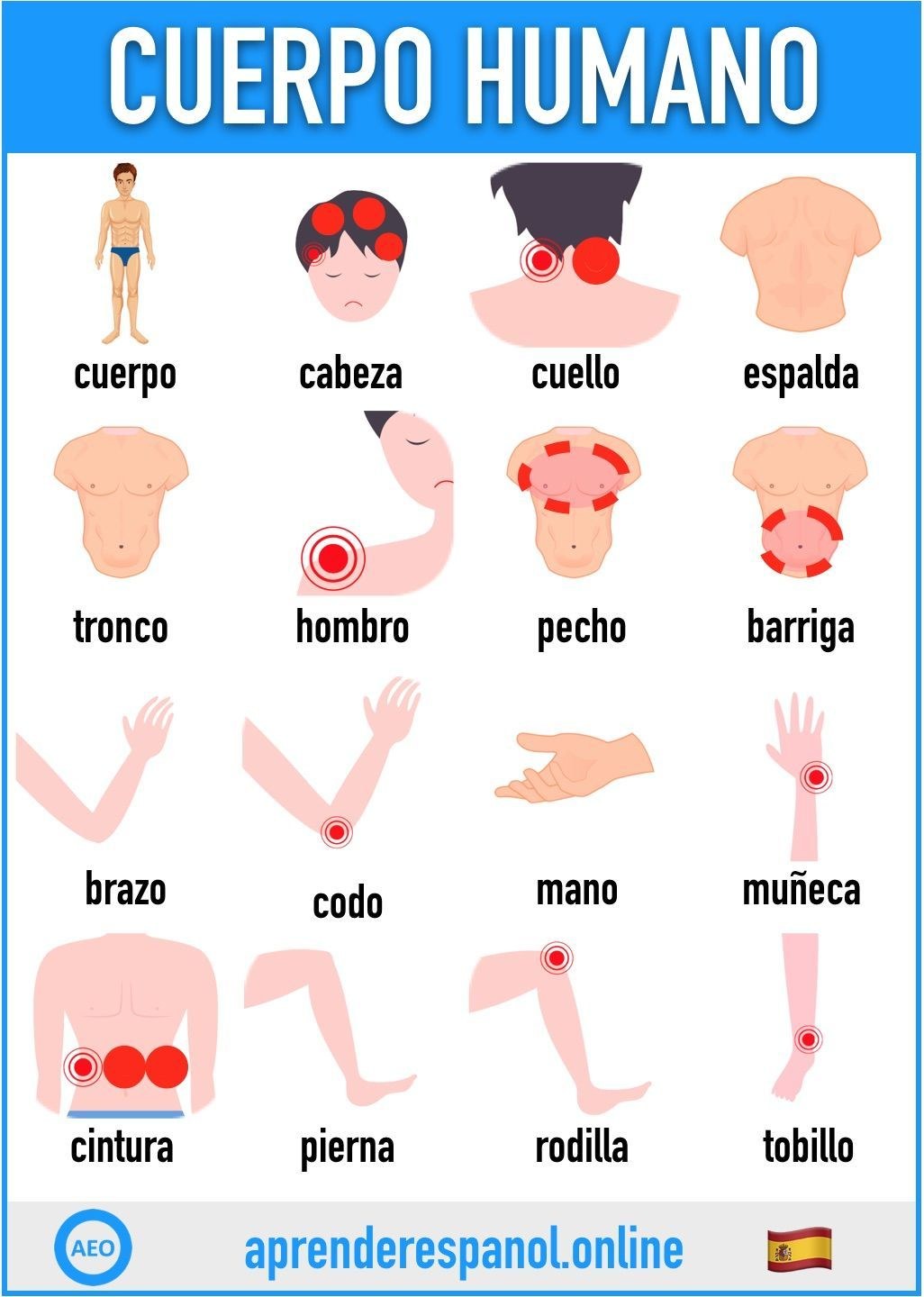 Partes del cuerpo en español en imágenes