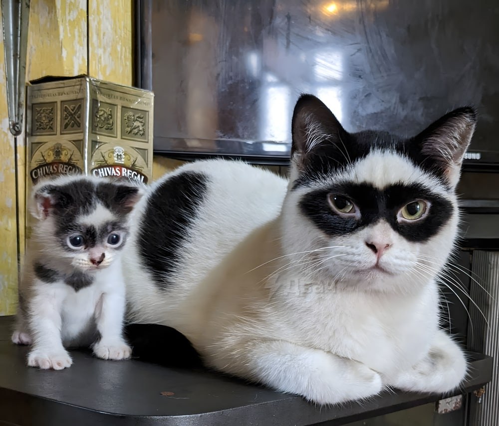 Gatos inusuales