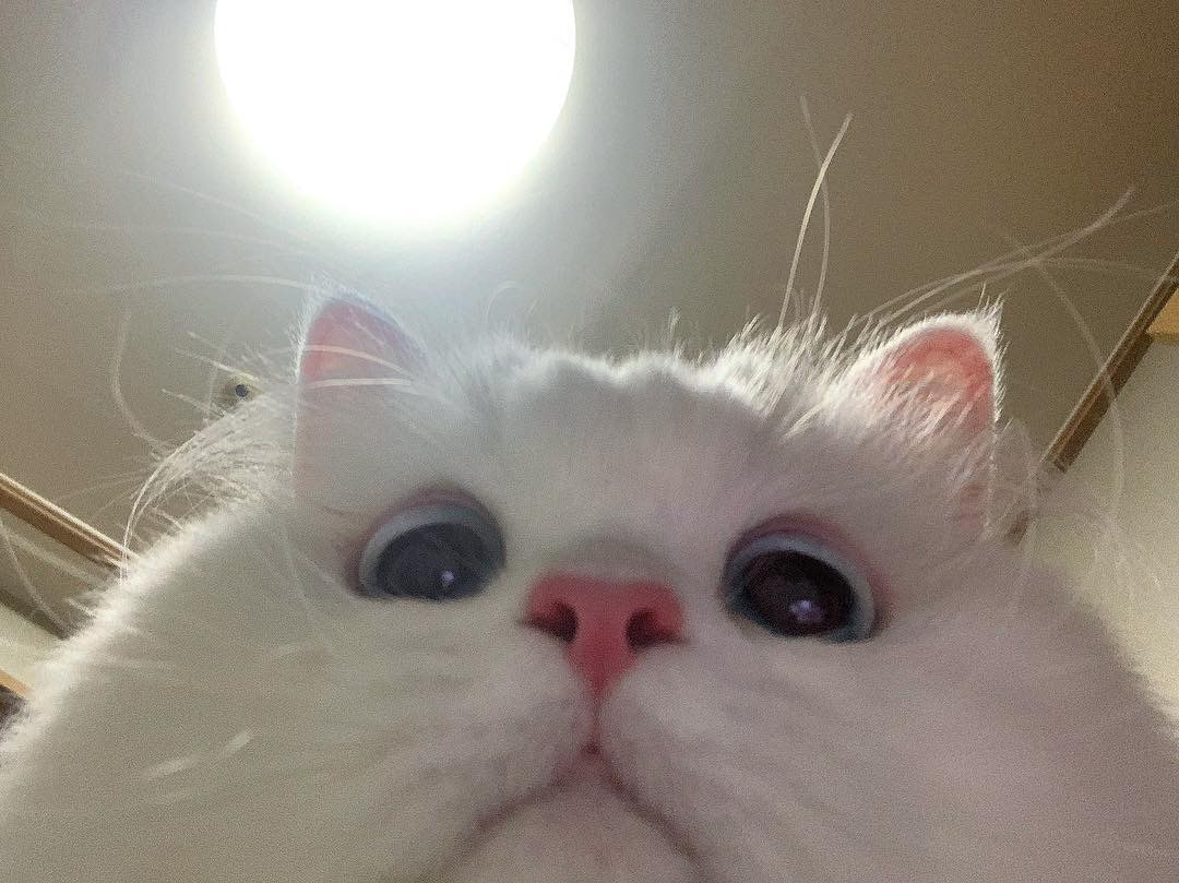 El gato es frontal