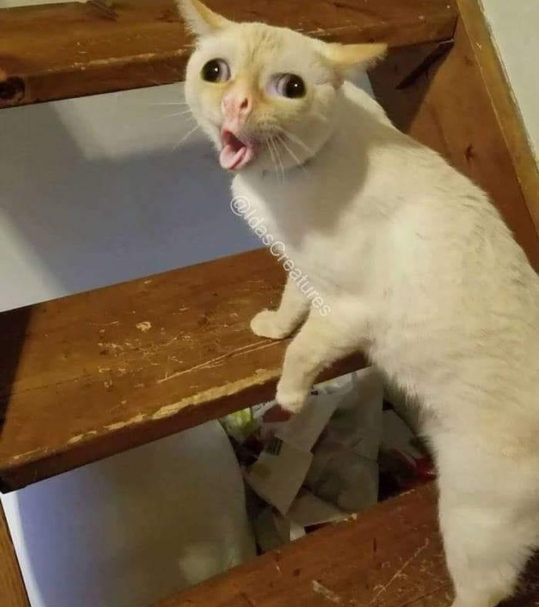 El gato tose el meme