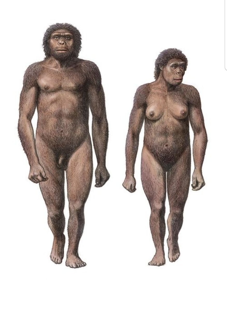 Trasero peludo de los hombres anal