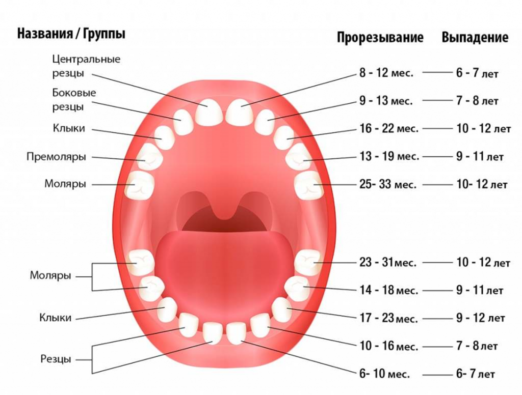 Dientes de leche en el esquema de pequeños de los niños