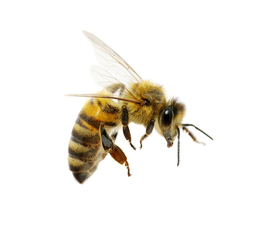 Abeja sobre un fondo transparente