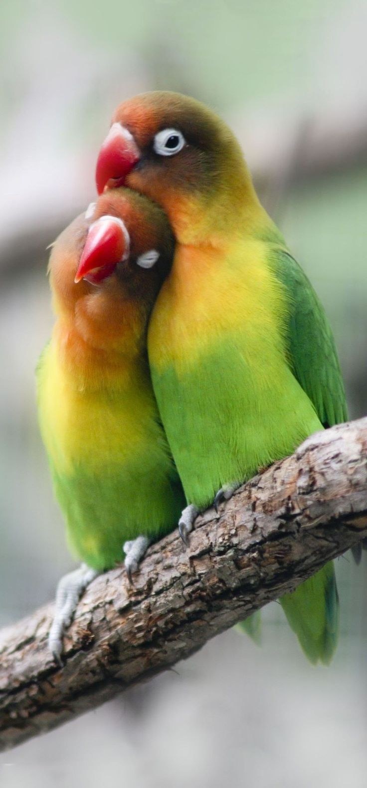 Beso apasionado y lujuria