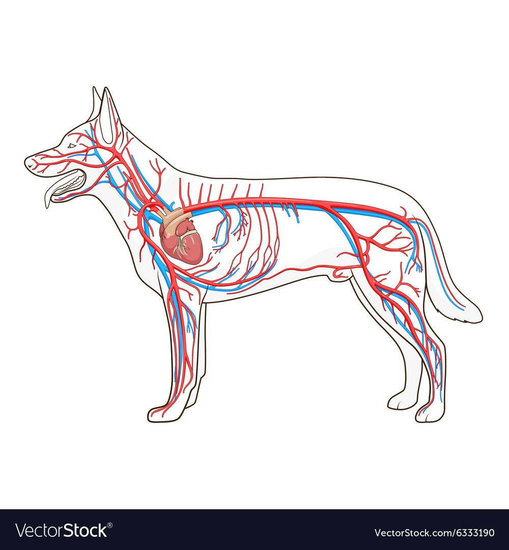 La estructura del sistema sanguíneo del perro