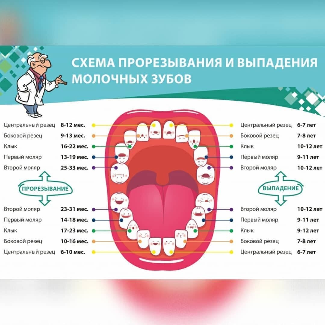 Procedimiento para la pérdida del esquema de dientes de leche